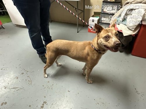 WILLOW - American Pit Bull Terrier / Labrador Retriever available for adoption