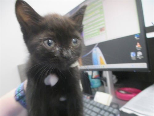 A382755 - Domestic Short Hair available for adoption