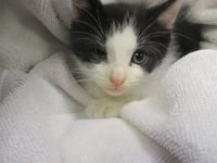 TOBEY - Photo 1