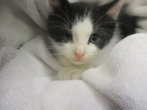 TOBEY - Domestic Medium Hair available for adoption
