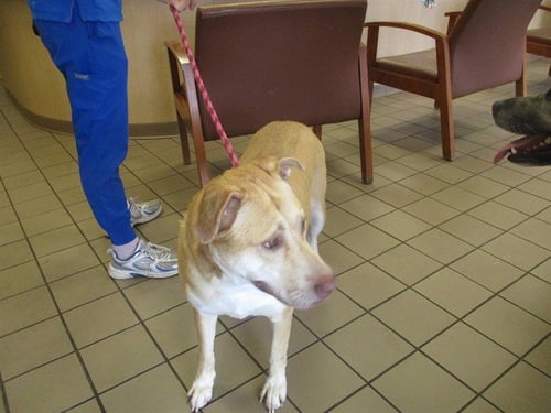 SASHA - Siberian Husky available for adoption