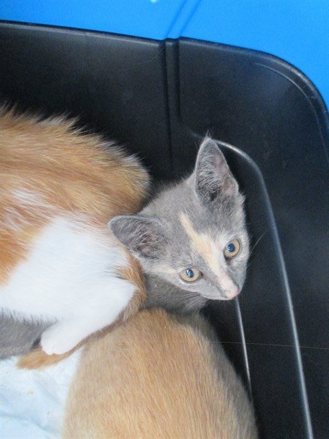 A382692 - Domestic Short Hair available for adoption