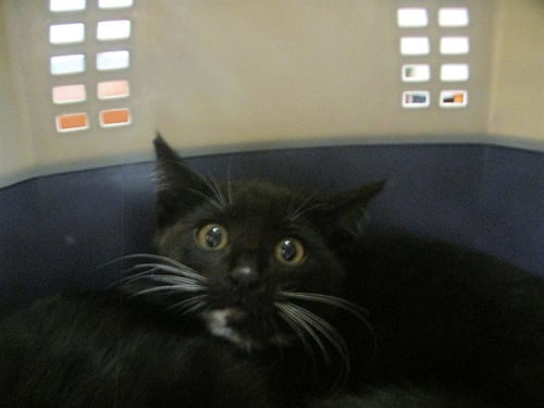 ARIEL - Domestic Short Hair available for adoption