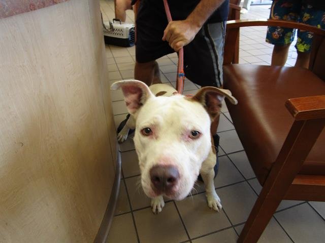 ROCKET - American Staffordshire Terrier available for adoption