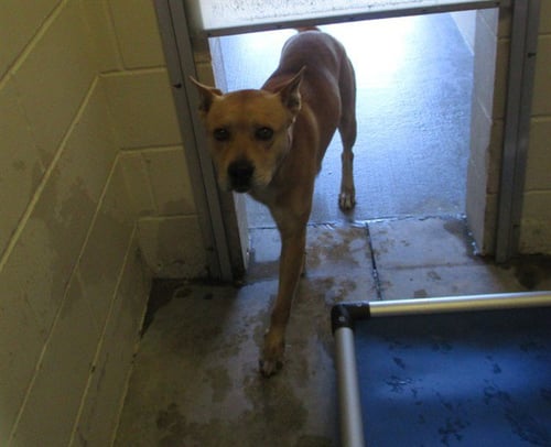 LORAX - American Pit Bull Terrier available for adoption