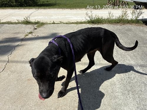 LILY - American Pit Bull Terrier available for adoption