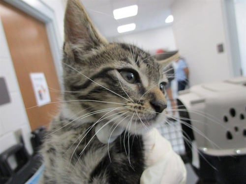 A383360 - Domestic Short Hair available for adoption