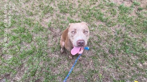 FIREFLY - American Pit Bull Terrier available for adoption