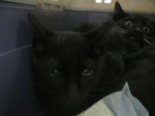 URSULA - Domestic Short Hair available for adoption