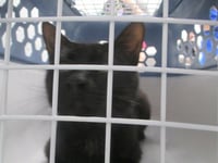 CHUCK - Photo 1