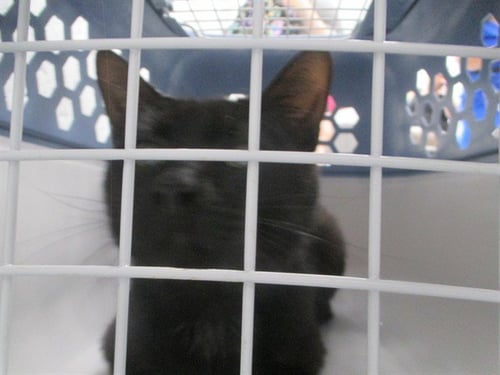 CHUCK - Domestic Short Hair available for adoption