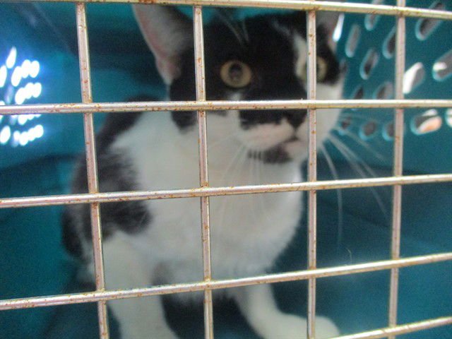 TOETOE - Domestic Short Hair available for adoption