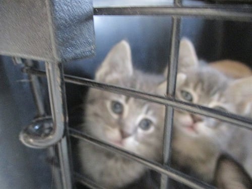 MARIGOLD - Domestic Short Hair available for adoption