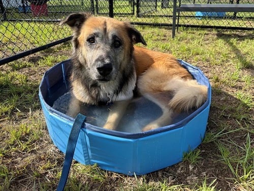 MILO - English Shepherd / Anatolian Shepherd available for adoption