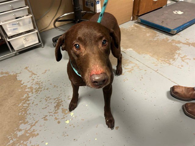 JOE DIRT - Labrador Retriever available for adoption