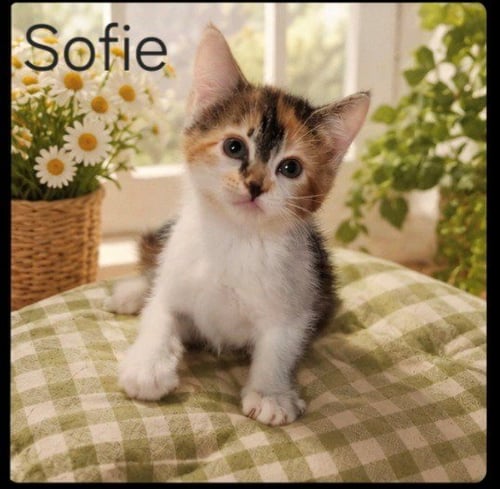 SOFIE - Domestic Short Hair available for adoption