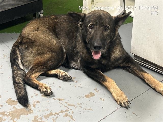 MATILDA (NOVA) - German Shepherd Dog available for adoption
