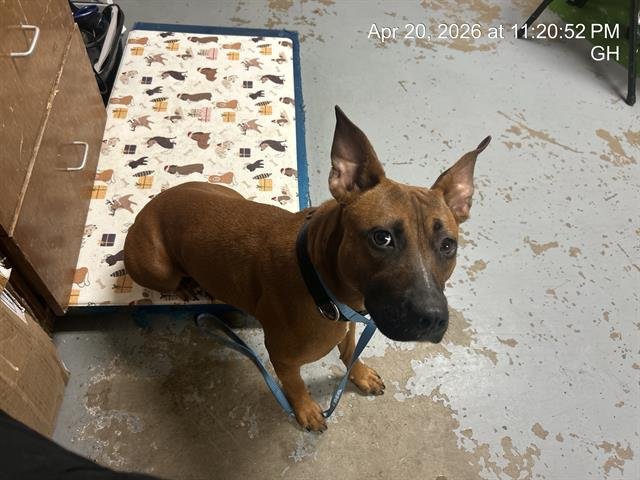 BAILEY GIRL Image