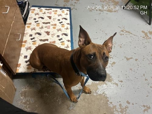 BAILEY GIRL - American Pit Bull Terrier available for adoption