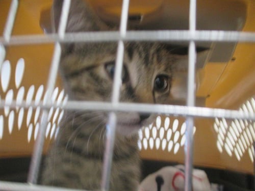 CHARLIE - Domestic Short Hair available for adoption
