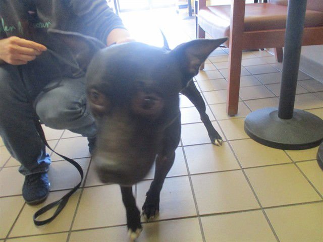 JAX - American Staffordshire Terrier available for adoption