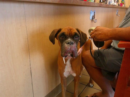 MUFFIN - Boxer available for adoption