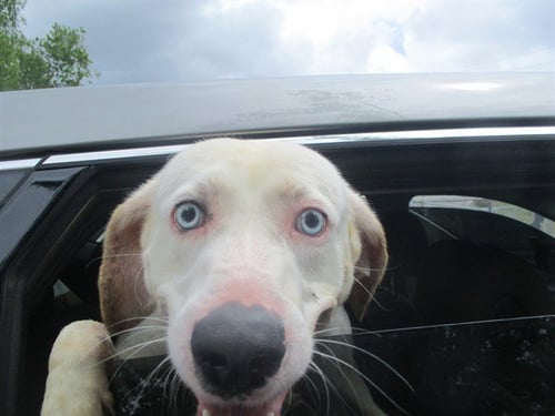 SLUSHIE - Catahoula Leopard Dog available for adoption