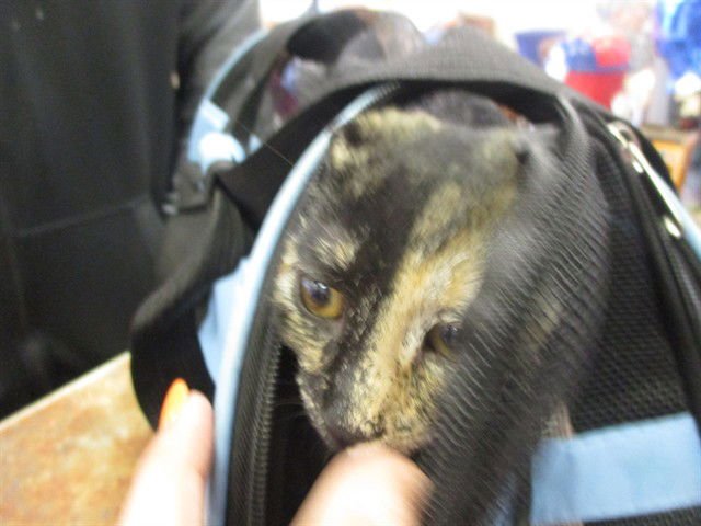 A372741 - Domestic Short Hair available for adoption