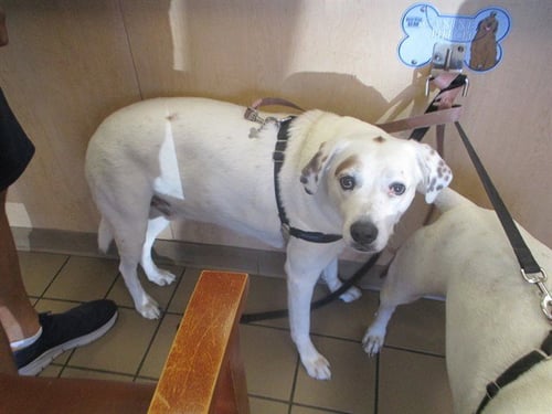 FINN - Hound available for adoption