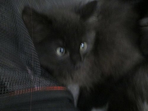 ANGIE - Domestic Short Hair available for adoption