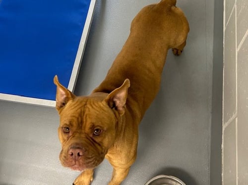 A382578 - American Pit Bull Terrier available for adoption