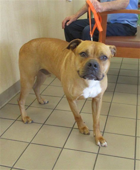 HUDSON - American Pit Bull Terrier available for adoption