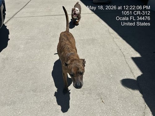 A382612 - Boxer available for adoption