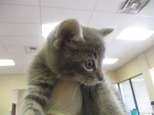 REGGIE - Domestic Short Hair available for adoption