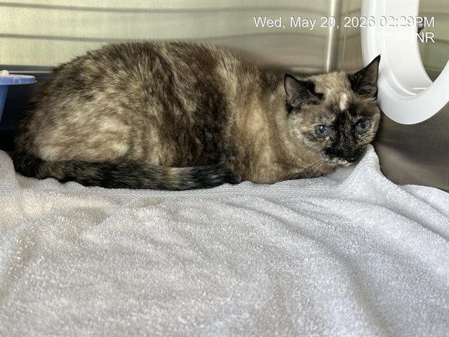 PRISSY Image