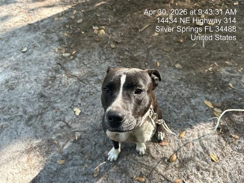 BELLA - American Pit Bull Terrier available for adoption