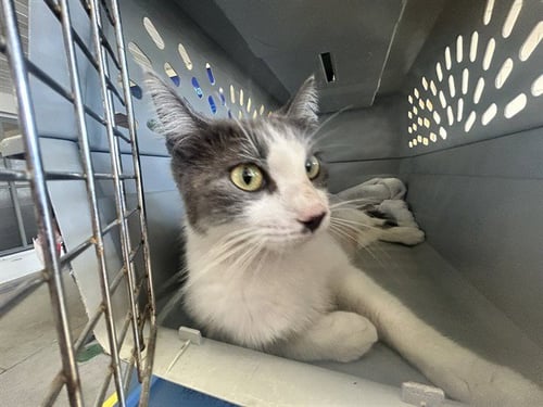 SUNSHINE - Domestic Short Hair available for adoption
