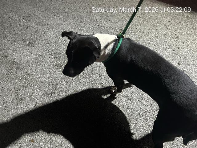 CUPCAKE - American Staffordshire Terrier available for adoption