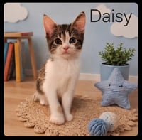 DAISY - Photo 1