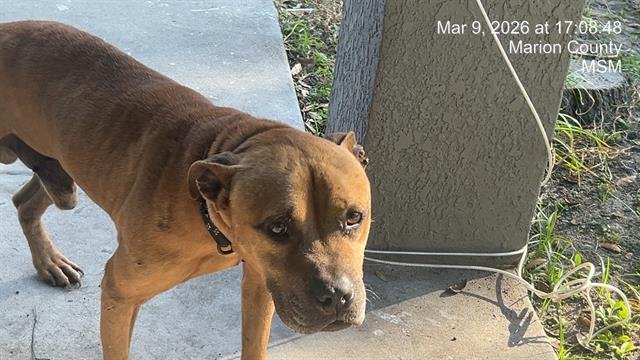 AXEL - Black Mouth Cur available for adoption