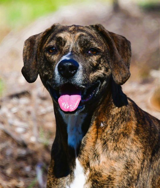 CHOPS - Hound available for adoption