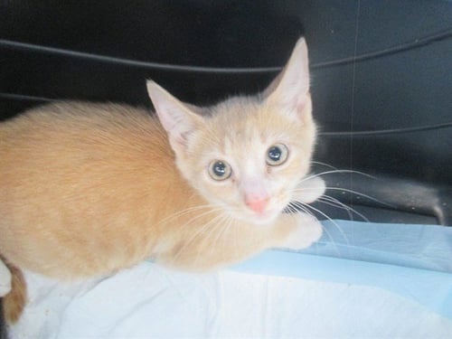 A382690 - Domestic Short Hair available for adoption
