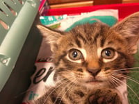 FENRIS - Photo 1