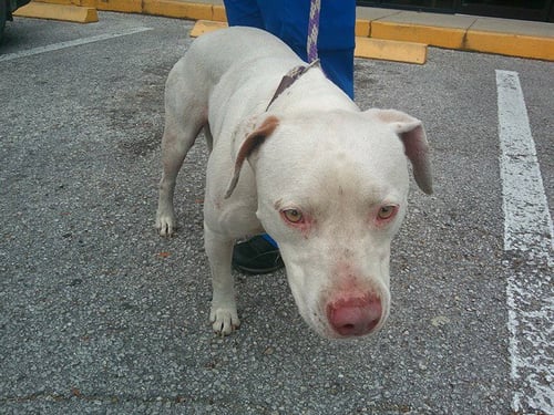 HERMAN - Catahoula Leopard Dog available for adoption