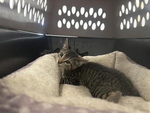 MILES - Domestic Short Hair available for adoption