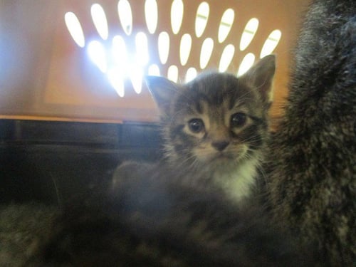 LOVER BOY - Domestic Short Hair available for adoption