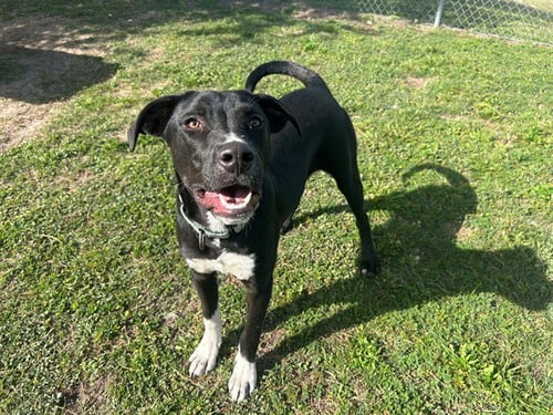 STRUDEL - Labrador Retriever available for adoption