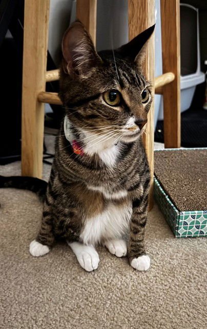 RIVER - Domestic Short Hair available for adoption