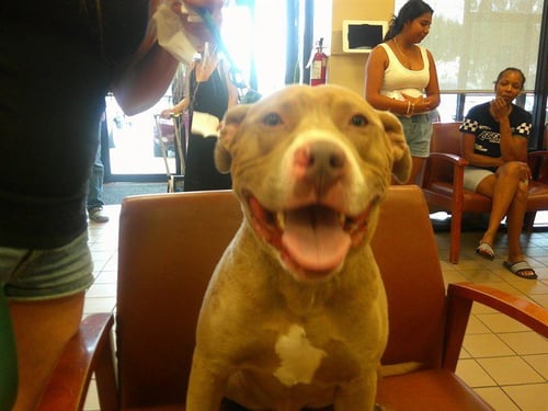 SAILOR - Staffordshire Bull Terrier available for adoption