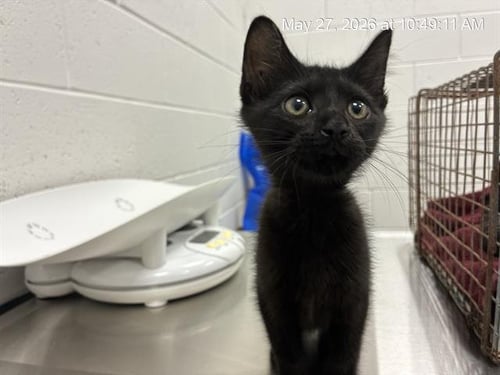 KATIE CURRENT - Domestic Short Hair available for adoption